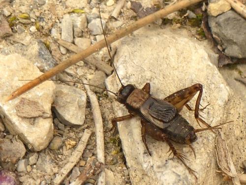 Réf. 340 087 : Nemobius sylvestris sylvestris